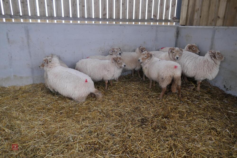 9 FULL MOUTH PORTLAND BREEDING EWES