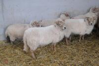 9 FULL MOUTH PORTLAND BREEDING EWES - 2