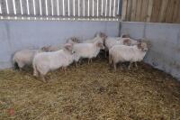 9 FULL MOUTH PORTLAND BREEDING EWES - 3