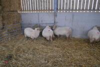 9 FULL MOUTH PORTLAND BREEDING EWES - 4