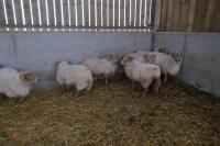 9 FULL MOUTH PORTLAND BREEDING EWES - 6