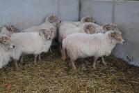 9 FULL MOUTH PORTLAND BREEDING EWES - 7