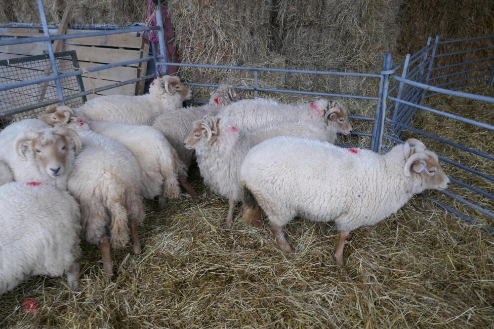 11 YOUNG PORTLAND BREEDING EWES/LAMBS