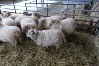 11 YOUNG PORTLAND BREEDING EWES/LAMBS - 3