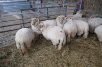 11 YOUNG PORTLAND BREEDING EWES/LAMBS - 4