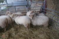 11 YOUNG PORTLAND BREEDING EWES/LAMBS - 5