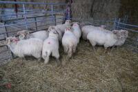 11 YOUNG PORTLAND BREEDING EWES/LAMBS - 6