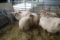 11 YOUNG PORTLAND BREEDING EWES/LAMBS - 7