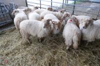 11 YOUNG PORTLAND BREEDING EWES/LAMBS - 8