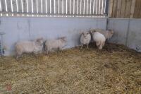 5 PORTLAND WETHERS - 2