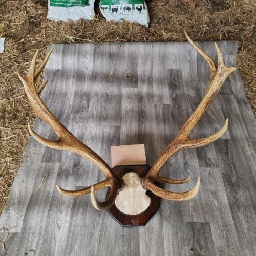 14 POINT STAG HEAD