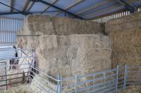 APPROX 200 BALES OF CONVENTIONAL HAY - 2