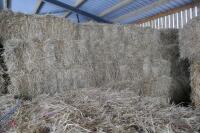 APPROX 200 BALES OF CONVENTIONAL HAY - 3