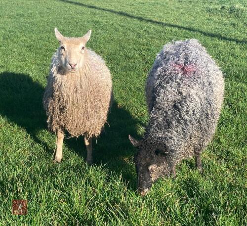 2 GOTLAND X EWES (BIDS PER HEAD)