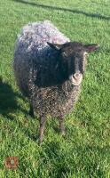 2 GOTLAND X EWES (BIDS PER HEAD) - 2