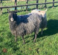 2 GOTLAND X EWES (BIDS PER HEAD) - 3