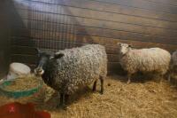 2 GOTLAND X EWES (BIDS PER HEAD) - 6