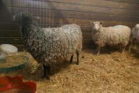 2 GOTLAND X EWES (BIDS PER HEAD) - 9