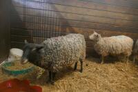 2 GOTLAND X EWES (BIDS PER HEAD) - 10