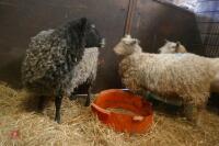 2 GOTLAND X EWES (BIDS PER HEAD) - 11