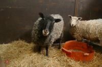 2 GOTLAND X EWES (BIDS PER HEAD) - 12