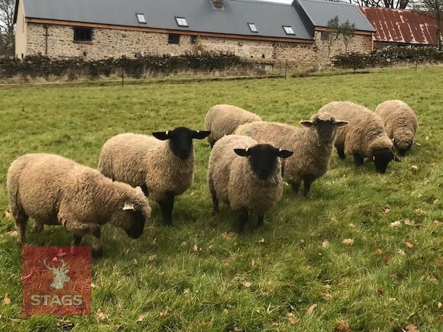 7 SUFFOLK X GIMMERS (EWE LAMBS) (BIDS PER LIFE)