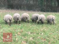 7 SUFFOLK X GIMMERS (EWE LAMBS) (BIDS PER LIFE) - 2