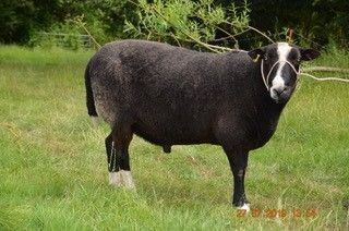 FEISTY 3 YEAR OLD ZWARTBLE RAM