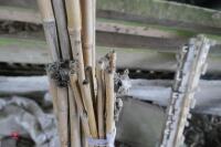 32 BAMBOO CANES - 6