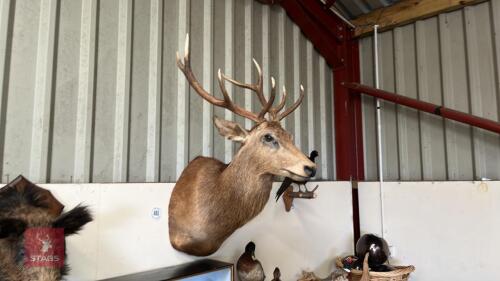 RED STAG HEAD TAXIDERMY