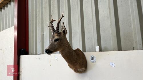 ROE BUCK HEAD TAXIDERMY