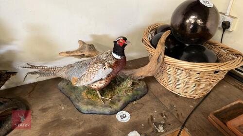 COCK PHEASANT TAXIDERMY - AMERICAN BLUE