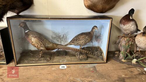 PAIR OF TAXIDERMY PHEASANTS IN CAGE