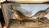 PAIR OF TAXIDERMY PHEASANTS IN CAGE - 2