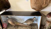 PAIR OF TAXIDERMY PHEASANTS IN CAGE - 4