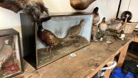 PAIR OF TAXIDERMY PHEASANTS IN CAGE - 6