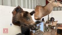 WILD BOAR HEAD TAXIDERMY