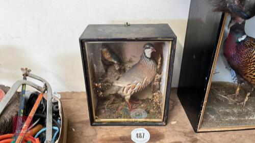 TAXIDERMY PARTRIDGE IN CAGE