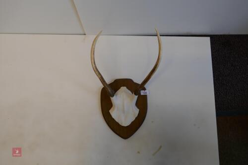 SET OF RED STAG CAST ANTLERS