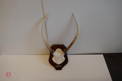 SET OF RED STAG CAST ANTLERS