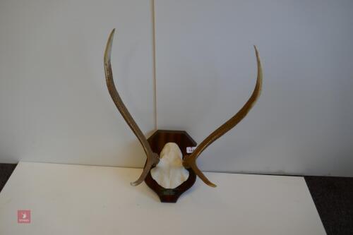 SET OF RED STAG CAST ANTLERS