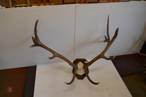 MOUNTED RED STAG CAST ANTLERS