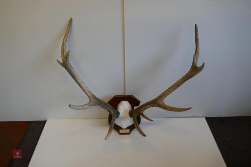 MOUNTED RED STAG CAST ANTLERS