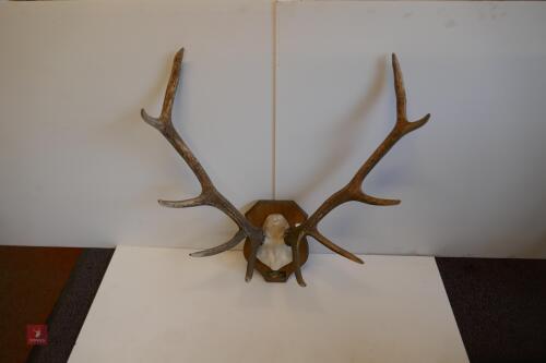 MOUNTED RED STAG CAST ANTLERS