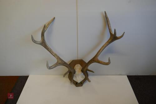 MOUNTED RED STAG CAST ANTLERS