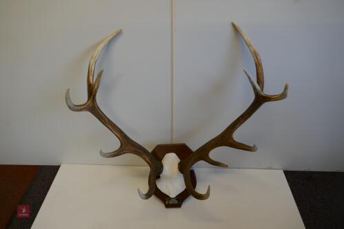 MOUNTED RED STAG CAST ANTLERS