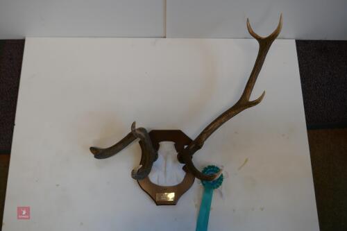 MOUNTED RED STAG CAST ANTLERS