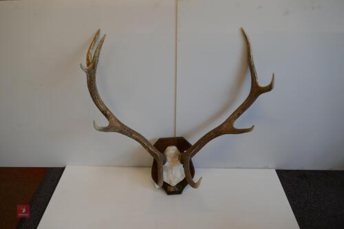 MOUNTED RED STAG CAST ANTLERS