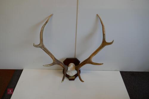 MOUNTED RED STAG CAST ANTLERS