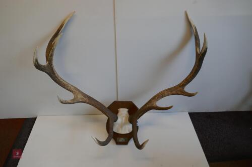 MOUNTED RED STAG CAST ANTLERS